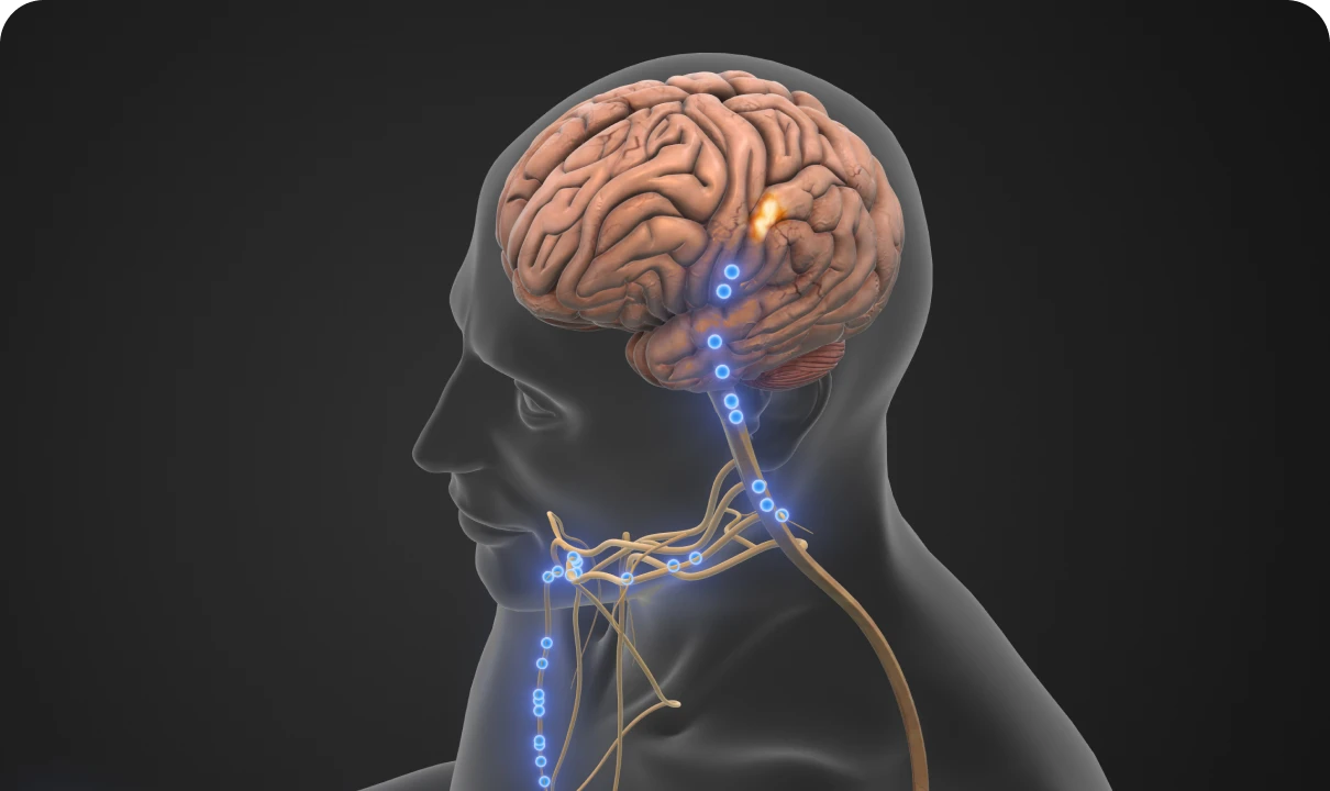 Brain and nervous system illustration